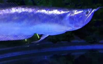 金龍魚魚骨：什么是金龍魚魚骨 金龍魚魚骨：什么是金龍魚魚骨 龍魚百科 第2張