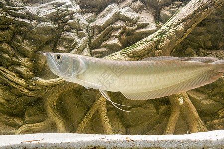 金龍魚魚骨：什么是金龍魚魚骨 金龍魚魚骨：什么是金龍魚魚骨 龍魚百科 第1張