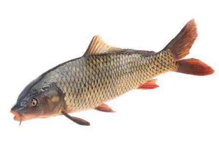 鯉魚(yú)在玄學(xué)中的寓意