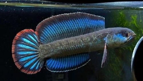 雷龍魚能跟地圖魚混養嗎