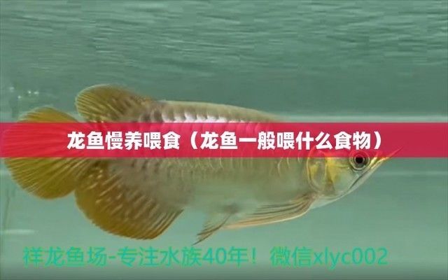 龍魚自助餐喂養好么：龍魚自助餐喂養法是一種有效的喂養方式但需要注意以下幾點