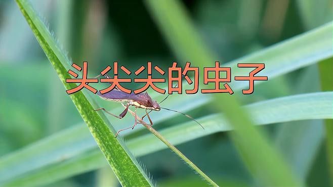 治療龍魚內外寄需要多長時間？
