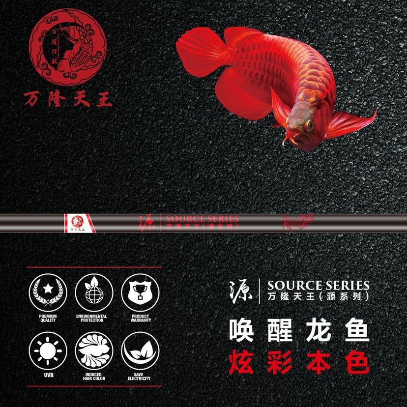 太陽燈 太陽燈 龍魚百科 第6張