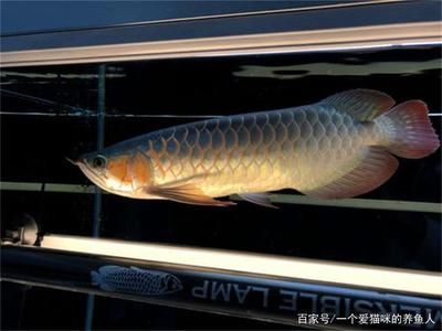 龍魚開燈最佳時(shí)間是幾點(diǎn)：龍魚開燈的最佳時(shí)間并不是固定在一個(gè)具體時(shí)間點(diǎn)，而是需要充足的 龍魚開燈最佳時(shí)間是幾點(diǎn)：龍魚開燈的最佳時(shí)間并不是固定在一個(gè)具體時(shí)間點(diǎn)，而是需要充足的 龍魚百科 第2張