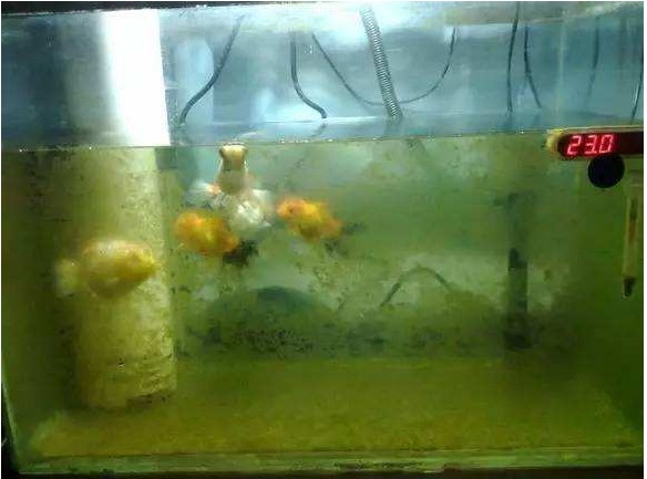 紅龍魚白底白背景（紅龍魚黑底白色背景）