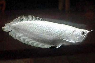 龍魚的價格受多種因素影響：一條龍魚的價格是多少？
