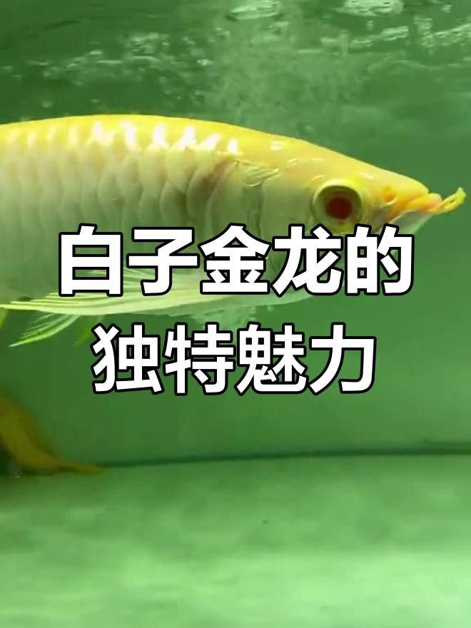 過背金龍魚哪個品系最稀有？