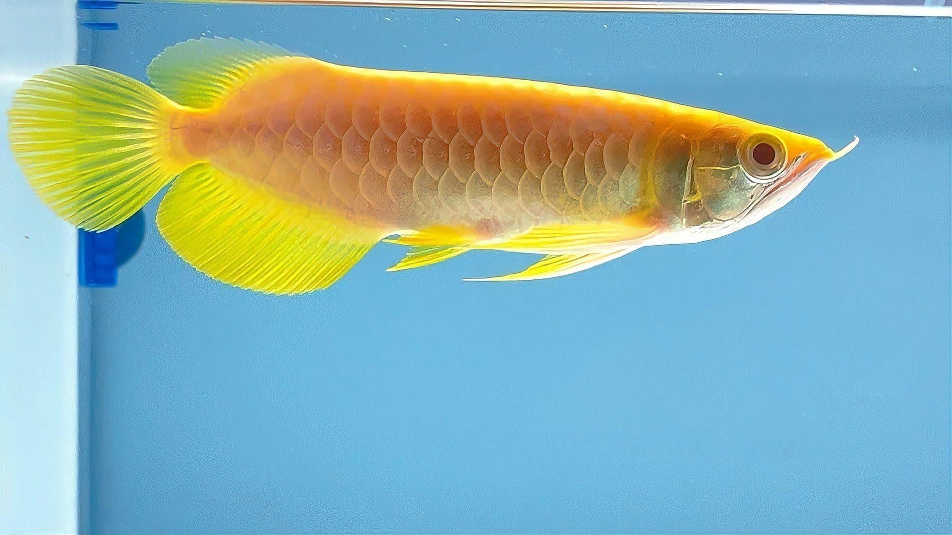 過背金龍魚哪個品系最稀有？