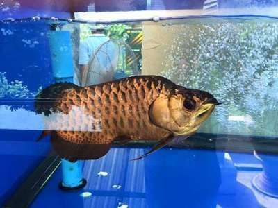 龍魚鑒定中心地址：龍魚鑒定中心地址詳情