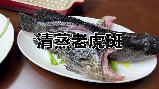 老虎魚小石斑魚