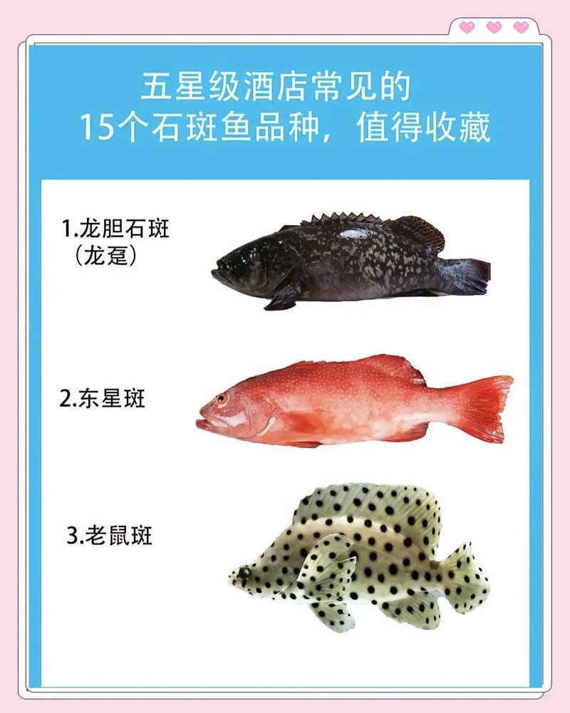 老虎魚小石斑魚