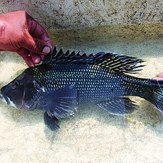 老虎魚小石斑魚