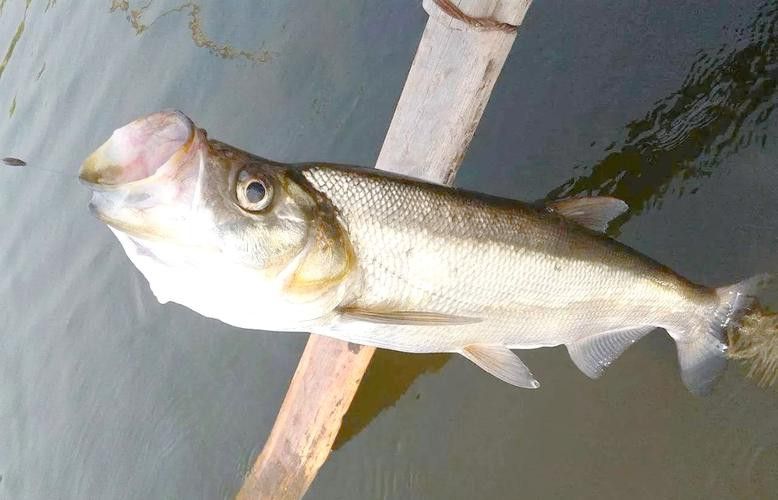 翹嘴魚和龍魚