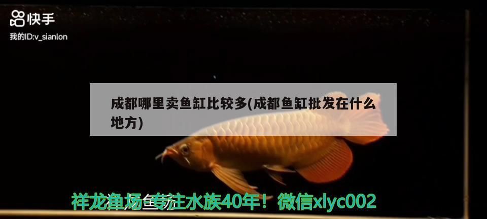 成都哪里賣魚缸比較多(成都魚缸批發在什么地方)