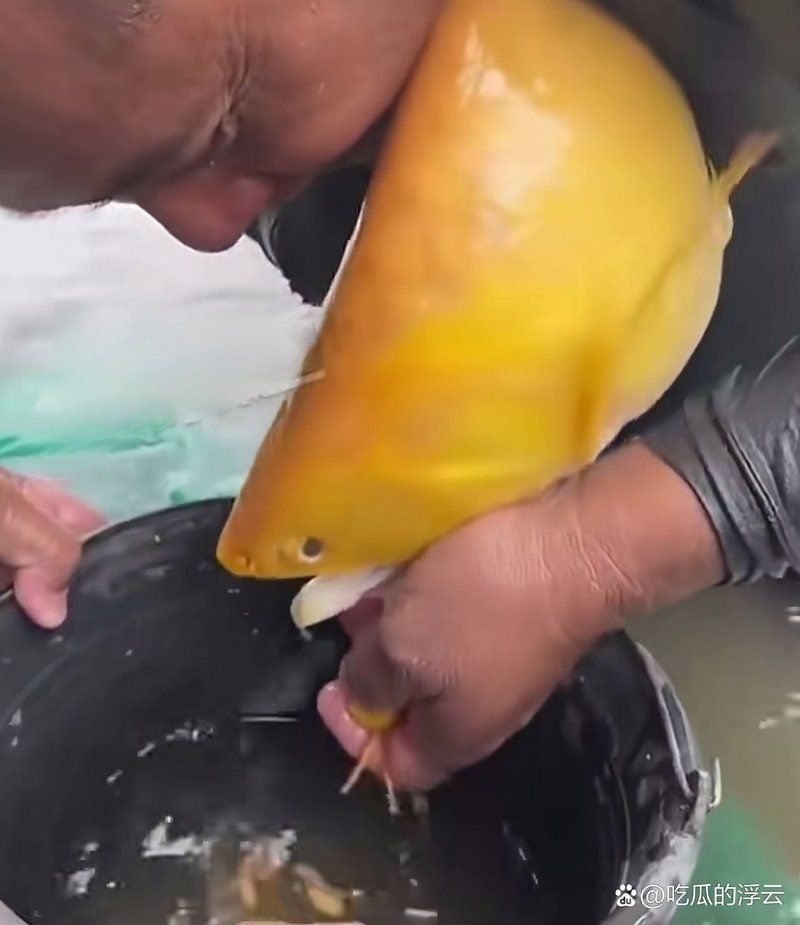 金龍魚生寶寶是從嘴出來的嗎 金龍魚生寶寶是從嘴出來的嗎 龍魚百科 第5張