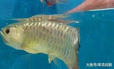 超大金龍魚兩條一起養(yǎng)可以嗎（超大金龍魚可以一起養(yǎng)嗎金龍魚可以一起養(yǎng)嗎） 超大金龍魚兩條一起養(yǎng)可以嗎（超大金龍魚可以一起養(yǎng)嗎金龍魚可以一起養(yǎng)嗎） 龍魚百科 第3張