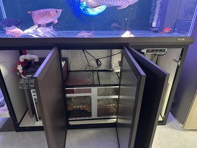 龍魚豎在魚缸：龍魚為什么會豎在魚缸中
