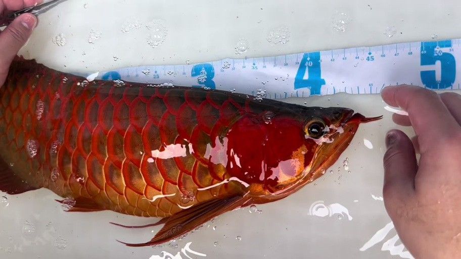 紅龍之眼壁紙有哪些尺寸？ 紅龍之眼壁紙有哪些尺寸？ 龍魚百科 第5張