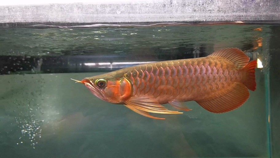紅龍之眼壁紙有哪些尺寸？ 紅龍之眼壁紙有哪些尺寸？ 龍魚百科 第14張