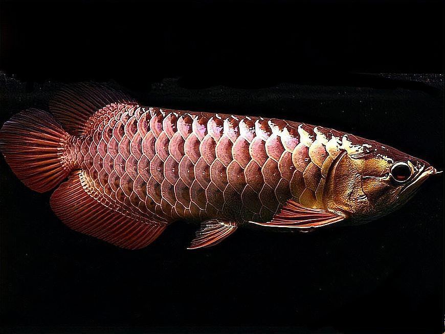 120的缸可以養龍魚嗎