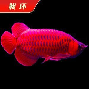 紫色金龍魚多少錢一條：紫色金龍魚價格請提供更多信息或嘗試其他關鍵詞進行搜索 紫色金龍魚多少錢一條：紫色金龍魚價格請提供更多信息或嘗試其他關鍵詞進行搜索 龍魚百科 第1張