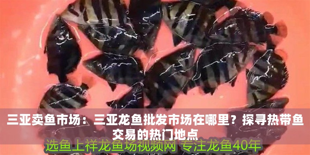 三亞賣魚市場：三亞龍魚批發市場在哪里？探尋熱帶魚交易的熱門地點