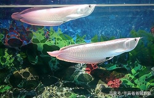 銀龍魚的飼養技巧圖解教程