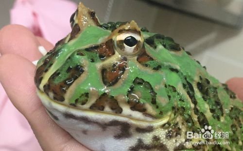 龍魚立鱗怎么治療：龍魚立鱗病因分析,龍魚專用藥物選擇,龍魚水質管理技巧
