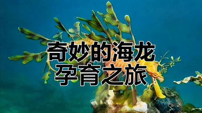 海龍魚是什么東西