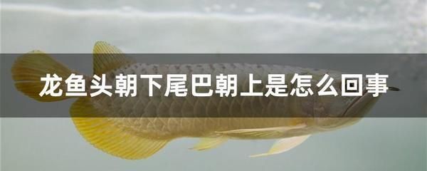 新買龍魚頭朝下（新買的龍魚出現頭朝下的情況怎么辦）