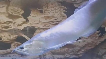 新買龍魚頭朝下（新買的龍魚出現頭朝下的情況怎么辦）