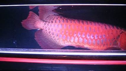 新買龍魚頭朝下（新買的龍魚出現頭朝下的情況怎么辦）
