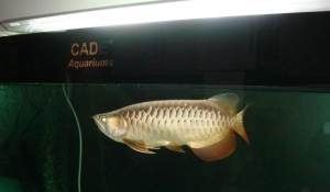 金龍魚(yú)60厘米（金龍魚(yú)能長(zhǎng)多大,一年能長(zhǎng)多大） 金龍魚(yú)60厘米（金龍魚(yú)能長(zhǎng)多大,一年能長(zhǎng)多大） 龍魚(yú)百科 第5張