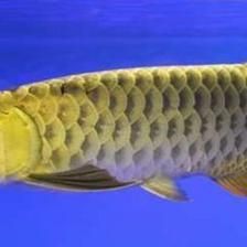 金龍魚(yú)60厘米（金龍魚(yú)能長(zhǎng)多大,一年能長(zhǎng)多大） 金龍魚(yú)60厘米（金龍魚(yú)能長(zhǎng)多大,一年能長(zhǎng)多大） 龍魚(yú)百科 第6張