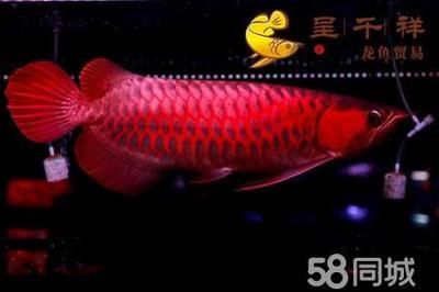 血麒麟龍魚(yú)是啥意思（什么是血麒麟龍魚(yú)）