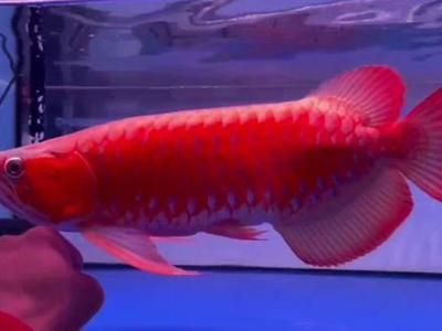 血麒麟龍魚(yú)是啥意思（什么是血麒麟龍魚(yú)）
