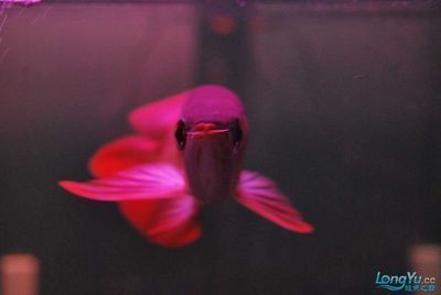 血麒麟龍魚(yú)是啥意思（什么是血麒麟龍魚(yú)）