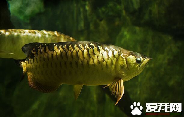 龍魚幼苗多少錢一條：龍魚幼苗價格受多種因素影響