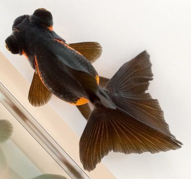 為什么有純黑色的龍魚：純黑色的龍魚是由于遺傳基因、環境因素共同作用的結果