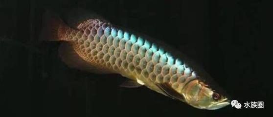 龍魚只吃紅蟲不吃蝦行嗎