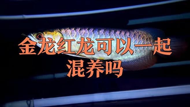 金龍魚和銀龍魚飼養(yǎng)方法對比