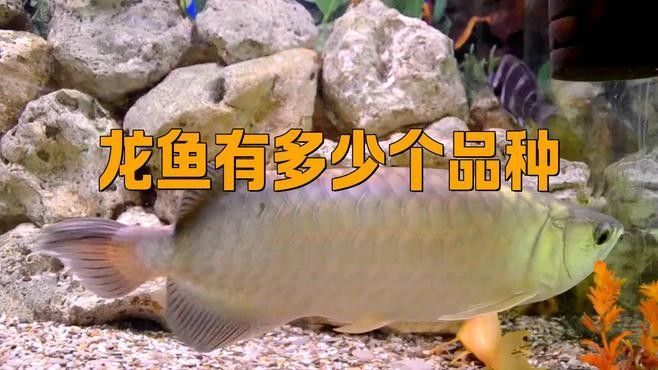 龍魚品種太多如何區分