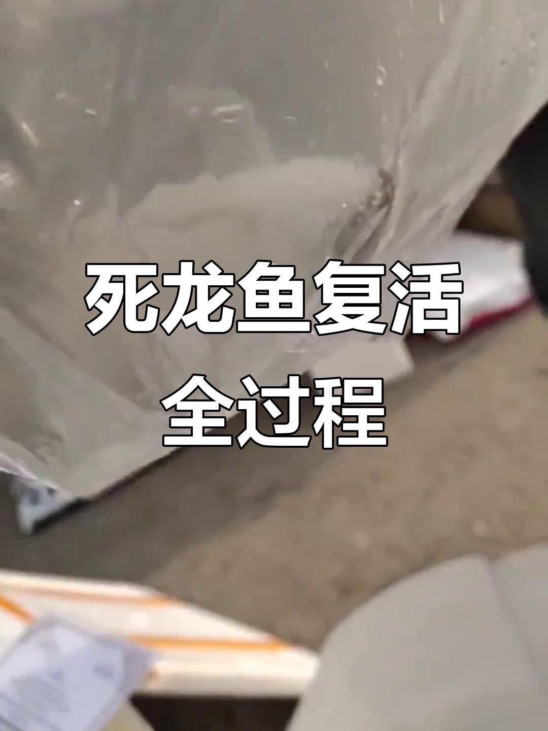 龍魚翻肚后需要多久換一次水？ 龍魚翻肚后需要多久換一次水？ 龍魚百科 第6張