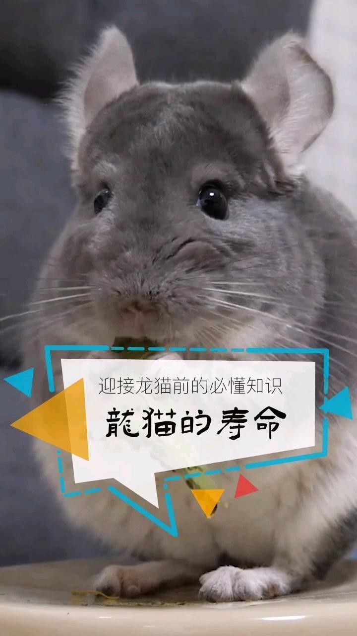 龍貓的壽命一般有多長 龍貓的壽命一般有多長 龍魚百科 第3張