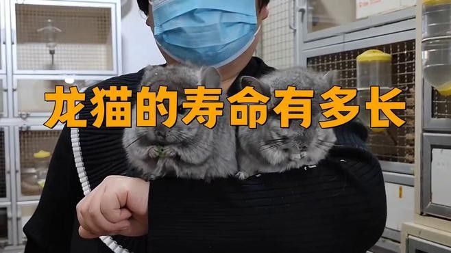 龍貓的壽命一般有多長 龍貓的壽命一般有多長 龍魚百科 第1張