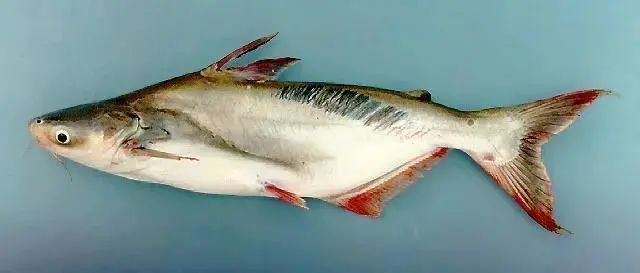 龍利魚就是巴沙魚嗎 龍利魚就是巴沙魚嗎 龍魚百科 第2張
