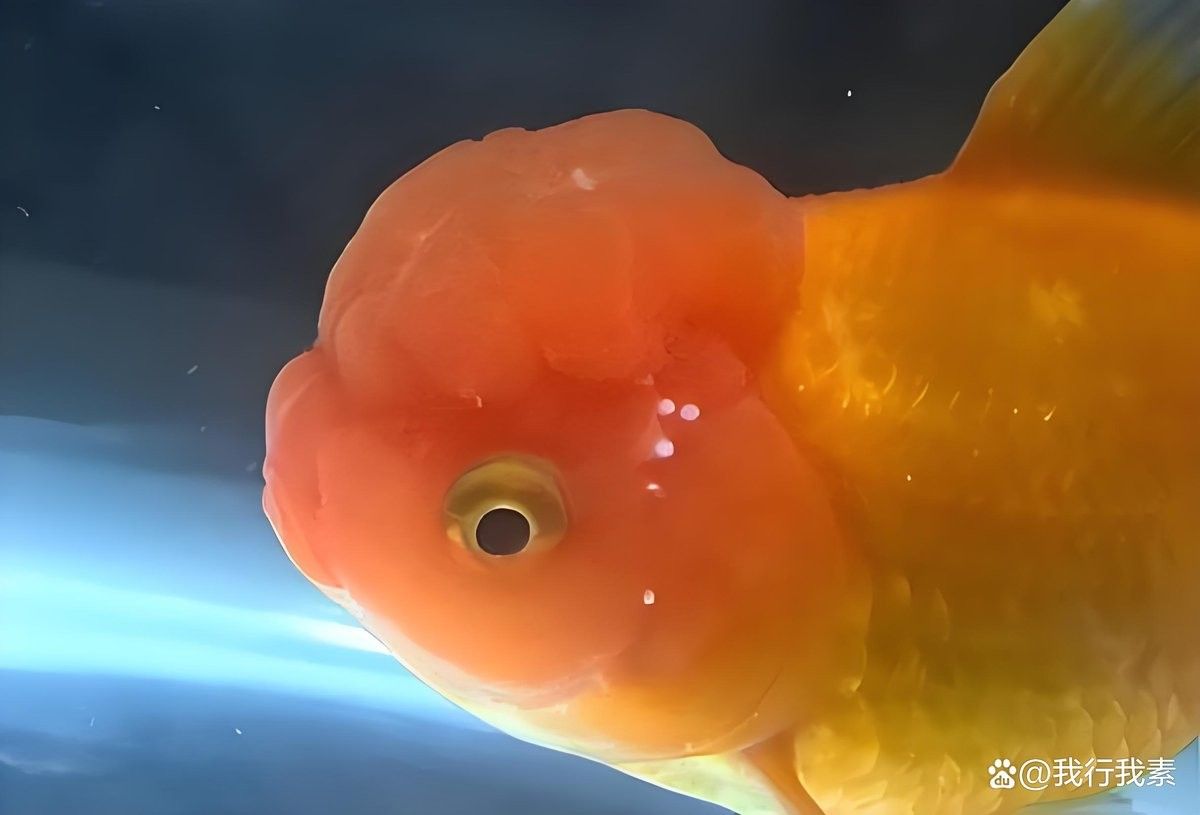 龍魚嘴上白色肉球可能是寄生蟲嗎？