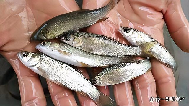 龍魚內(nèi)寄最怕三個(gè)藥 龍魚內(nèi)寄最怕三個(gè)藥 龍魚百科 第4張