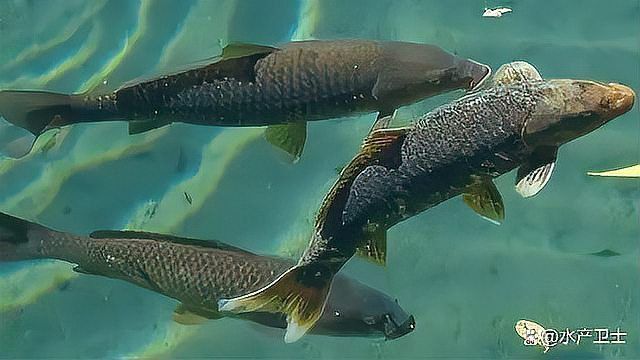 龍魚內(nèi)寄最怕三個(gè)藥 龍魚內(nèi)寄最怕三個(gè)藥 龍魚百科 第6張