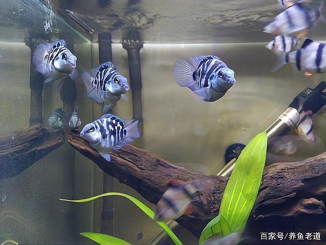 龍魚內(nèi)寄最怕三個(gè)藥 龍魚內(nèi)寄最怕三個(gè)藥 龍魚百科 第8張